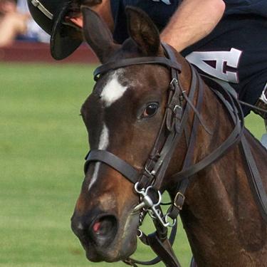 Ginger on the Field During the Newport International Polo Series